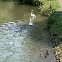 symbolbild_schwan.jpg