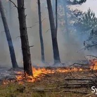 symbolbild_waldbrand_klein.jpg